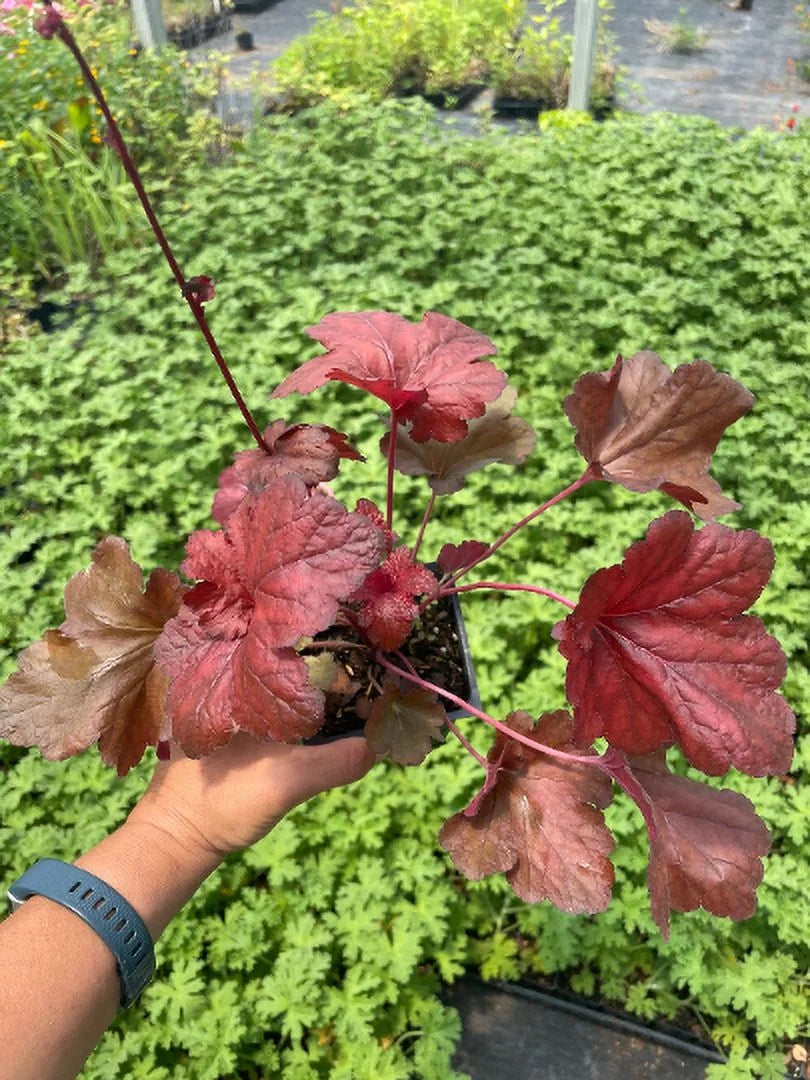 Red Heuchera 3.5 inch Pots P206