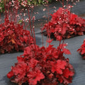 Red Heuchera 3.5 inch Pots P206