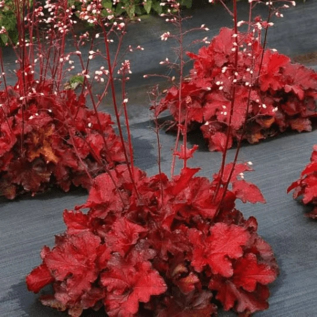 Red Heuchera 3.5 inch Pots P206