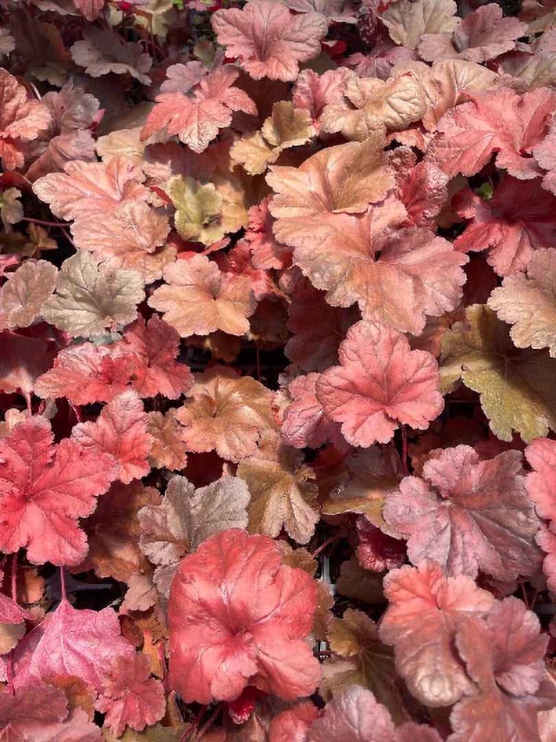 Red Heuchera 3.5 inch Pots P206