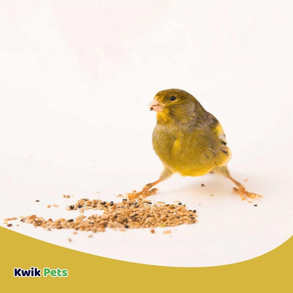 Canary Seed C234536