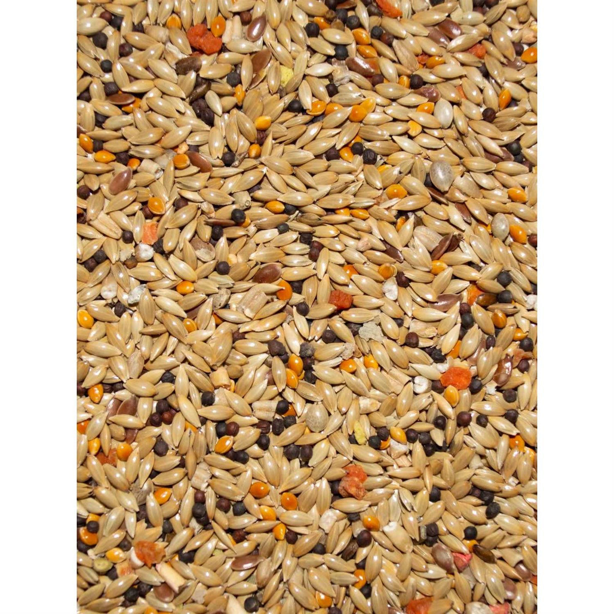 Canary Seed C234536