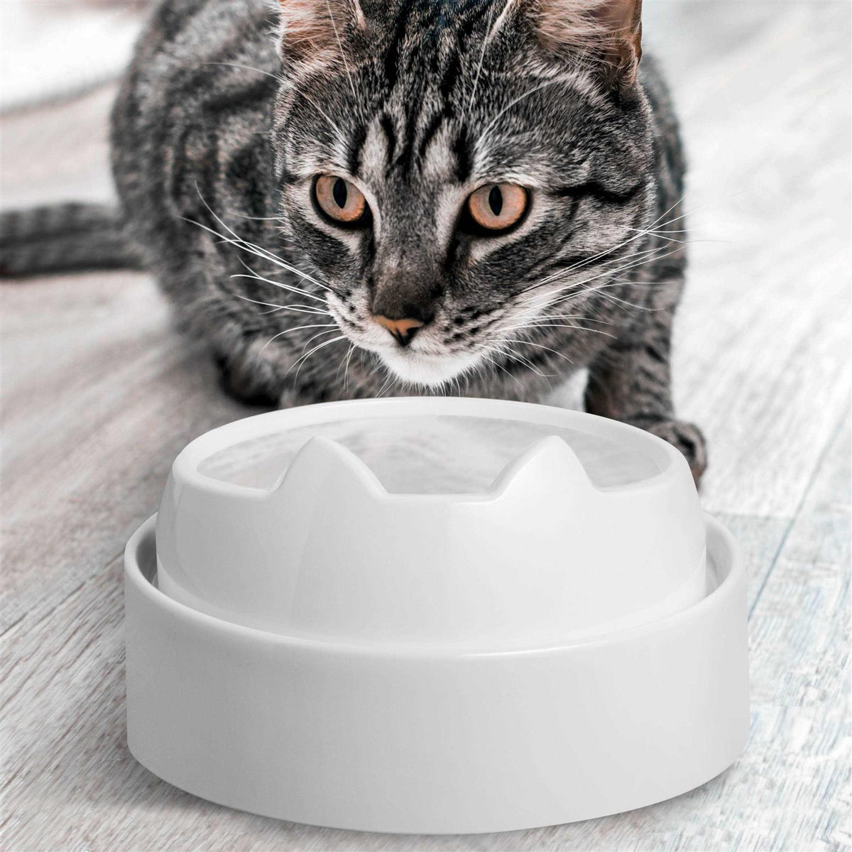 Non Slip Raised Cat Food Bowl Stand J139619