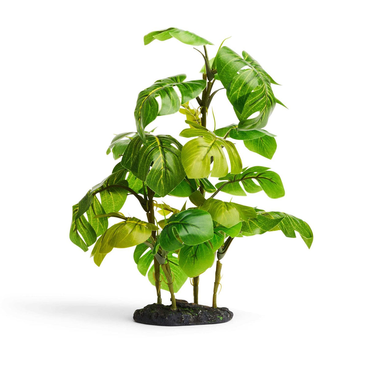 Araceae Plant Terrarium Decor C9348