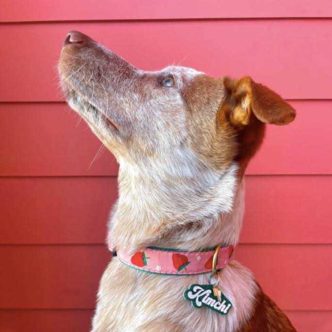 Strawberry Fields Dog Collar F8634