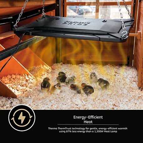 Chicken Coop Brooder and Heater O350455