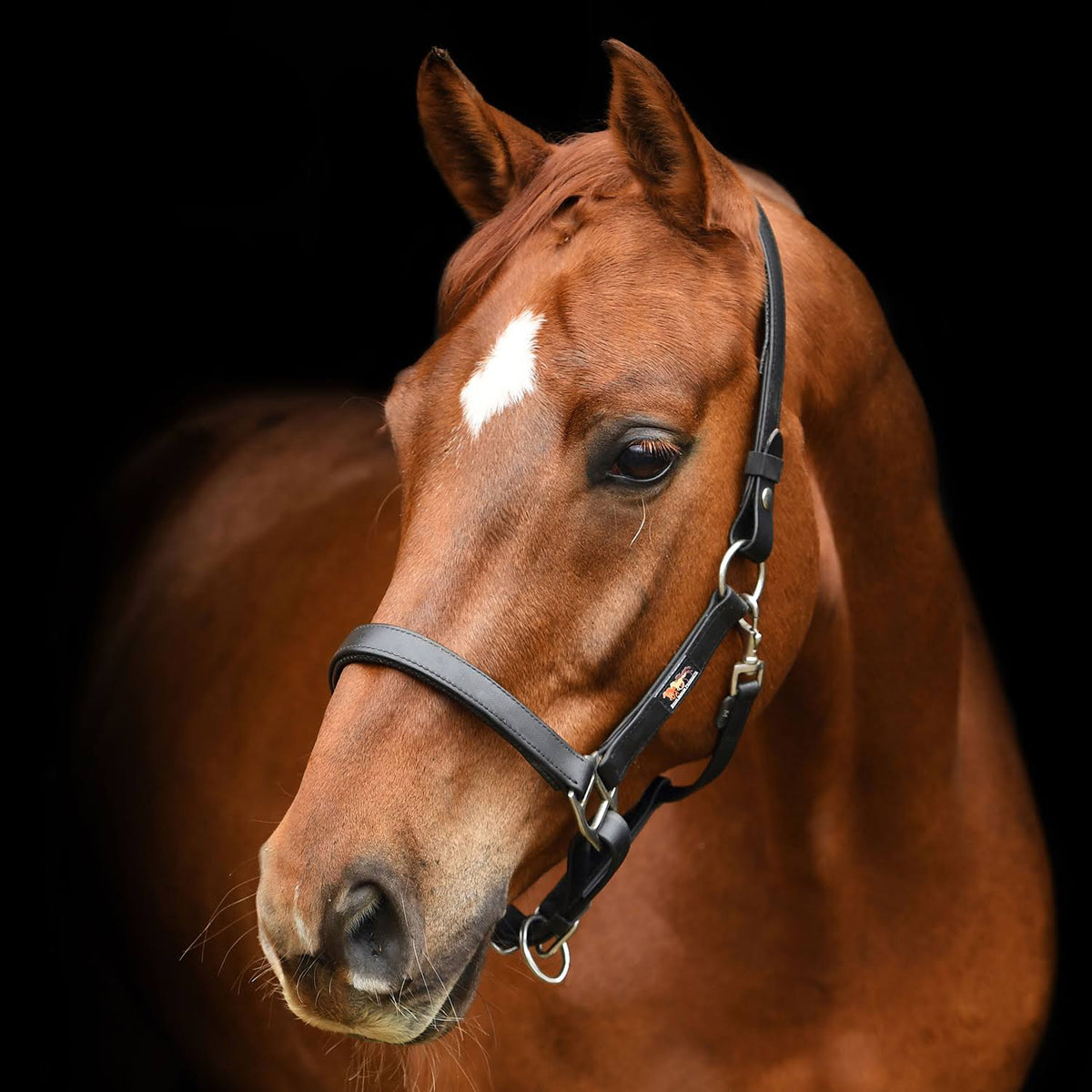 Black Headcollar V9630