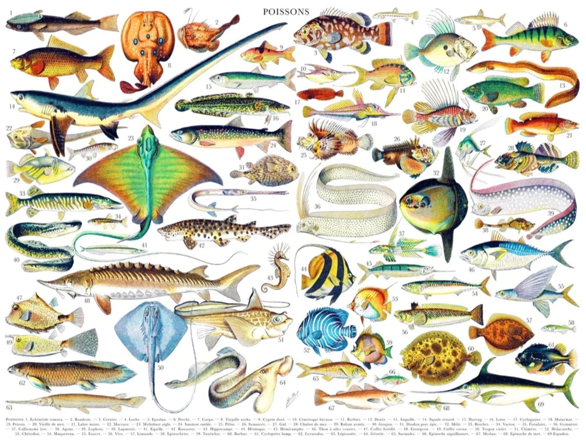 Fish P152