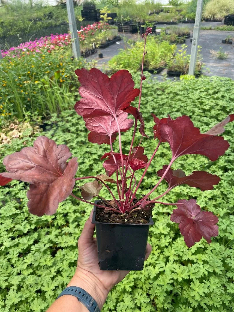 Red Heuchera 3.5 inch Pots P206